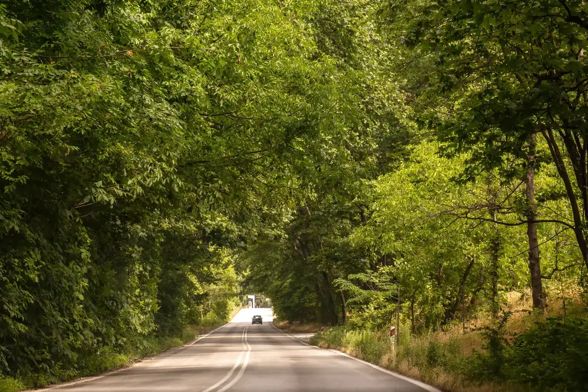 Tree-lined country lane in the Chilterns